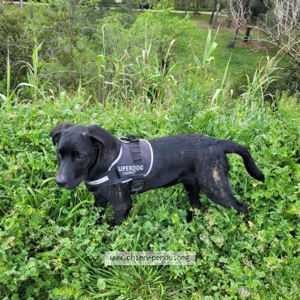 Photo 1/1 Oscar Chien lost in Le boulou