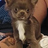 Picture of dog lost at Beaucroissant