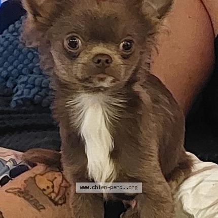 Photo 1/1 Zaho Chien lost in Beaucroissant