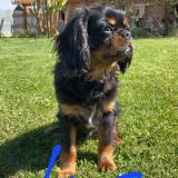 Picture of dog lost at Cugny