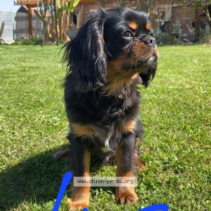 Photo 1/1 Vito Chien lost in Cugny