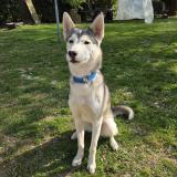 Picture of dog lost at Croix Mare