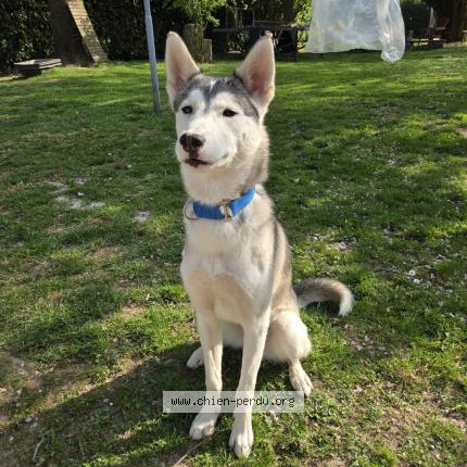 Photo 1/1 Vito Chien lost in Croix mare