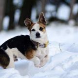 Picture of dog lost at Assier