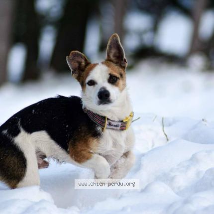 Photo 1/1 Floky Chien lost in Assier