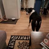 Picture of dog lost at Messanges