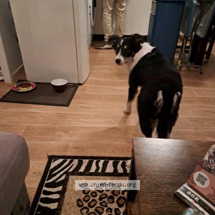 Photo 1/1 Violette Chien lost in Messanges