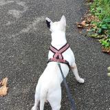 Picture of dog lost at Zellenberg