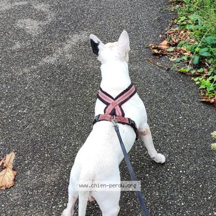 Photo 1/1 GALAK Chien lost in Zellenberg