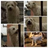 Picture of dog lost at Duran