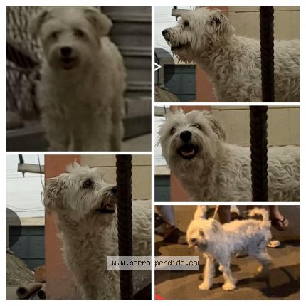 Photo 1/1 Muñeca Chien lost in Duran