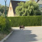 Picture of dog found at Jaux