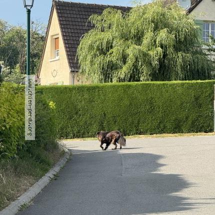 Photo 1/1 Found dog Found in Jaux