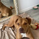 Picture of dog found at Sainte Genevieve Des Bois