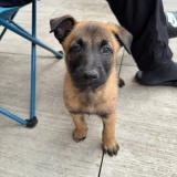 Picture of dog lost at Fuveau