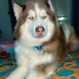 Picture of dog lost at Wicquinghen