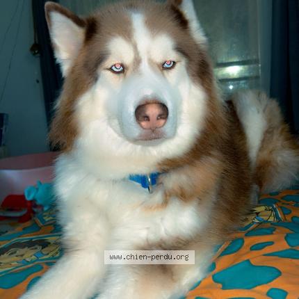 Photo 1/1 S’rider Chien lost in Wicquinghen