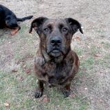 Picture of dog lost at Lambesc