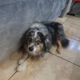 Picture of dog lost at Theza