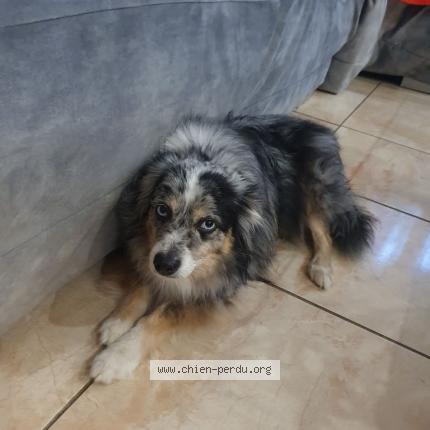 Photo 1/2 Bruyere nigel Chien lost in Theza