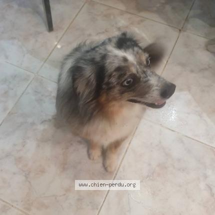 Photo 2/2 Bruyere nigel Chien lost in Theza