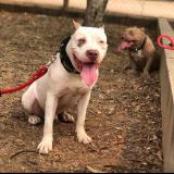 Picture of dog lost at Entrada Copan Frontera Florido