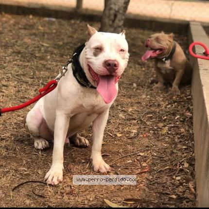Photo 1/1 Leona y Titan Chien lost in Entrada copan frontera florido
