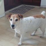 Picture of dog lost at Pujaudran