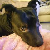 Picture of dog lost at Les Eglisottes Et Chalaure