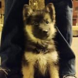 Picture of dog lost at Oruro