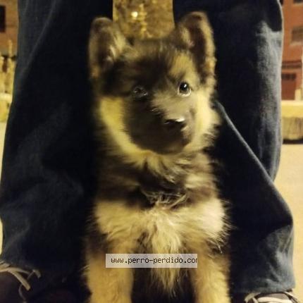 Photo 1/1 Leika Chien lost in Oruro