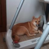 Picture of dog lost at Saint Jean De La Ruelle