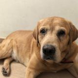 Picture of dog lost at Bagnolet