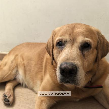 Photo 1/1 billy Chien lost in Bagnolet