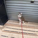 Picture of dog lost at Toulon