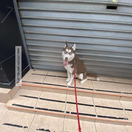 Photo 1/2 Lobo Chien lost in Toulon