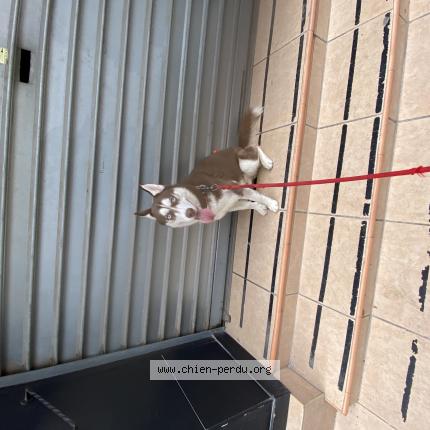 Photo 2/2 Lobo Chien lost in Toulon