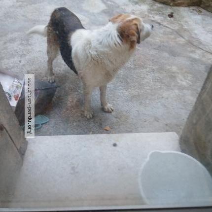 Photo 1/1 Found dog Found in Riols