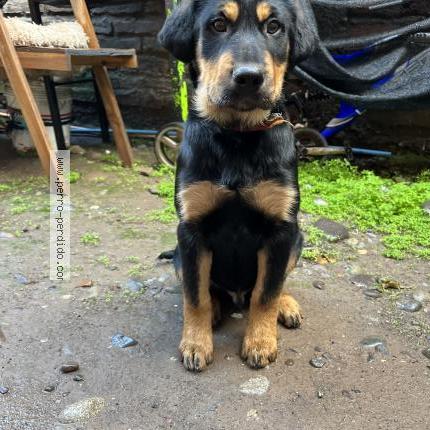 Photo 1/1 Found dog Found in San bernardo