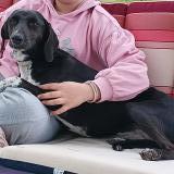 Picture of dog lost at Graulhet