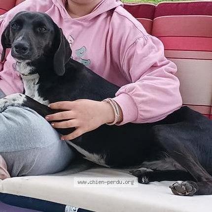 Photo 1/1 Monroe Chien lost in Graulhet