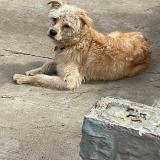 Picture of dog lost at Tijuana