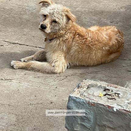 Photo 1/1 Scooby Chien lost in Tijuana