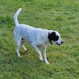 Picture of dog lost at Raphele Les Arles