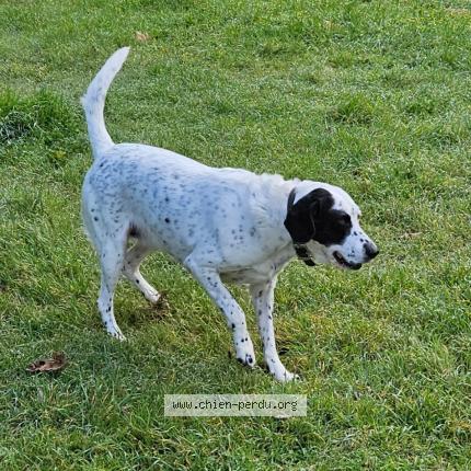 Photo 1/1 Orane Chien lost in Raphele les arles