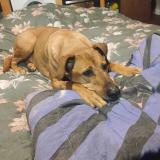 Picture of dog lost at Illartein