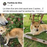 Picture of dog lost at Hagetmau