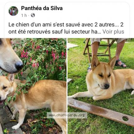 Photo 1/1 Raiko Chien lost in Hagetmau