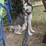 Picture of dog lost at Lombreuil