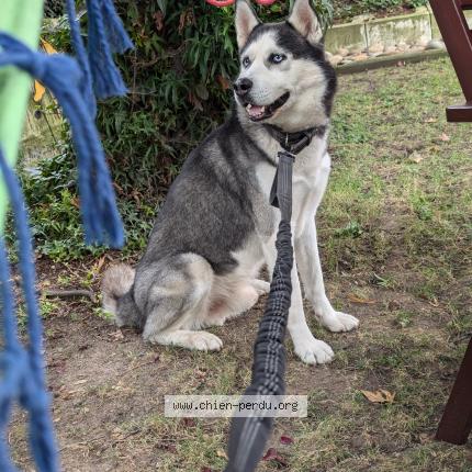 Photo 1/1 Apollo Chien lost in Lombreuil